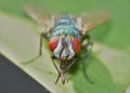 Close up macro shot of a Blowfly Green / Blue in the garden, photo taken in the United Kingdom Royalty Free Stock Photo