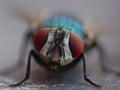 Close up macro shot of a Blowfly Green / Blue in the garden, photo taken in the United Kingdom Royalty Free Stock Photo