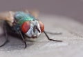 Close up macro shot of a Blowfly Green / Blue in the garden, photo taken in the United Kingdom Royalty Free Stock Photo