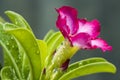 Close-up by macro lens of water drops after rain in morning on Adenium obesum is blooming, selective focus shot of water drop. Royalty Free Stock Photo