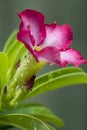 Close-up by macro lens of water drops after rain in morning on Adenium obesum is blooming, selective focus shot of water drop.