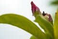 Close-up by macro lens of water drops after rain in morning on Adenium obesum buds, selective focus shot of raindrops. Royalty Free Stock Photo