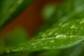 Close-up by macro lens of water drops after rain in morning on green plant leaf, selective focus shot of water drop. Royalty Free Stock Photo