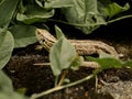 Close up macro of a lizard hinding behind leaves trying to camouflage Royalty Free Stock Photo