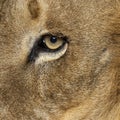Close-up, macro of a male dult lion eye Royalty Free Stock Photo