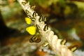 Close up or macro many colorful butterfly on the rope with waterfall background