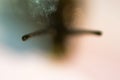 Close up macro and minimalist blurry snail coloured and isolated against white background