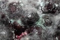 Close-up, macro mold on dark berries, hazardous to health. Can use as background