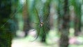 CLOSE UP MACRO One of the biggest spider species sitting in web in green jungle Royalty Free Stock Photo