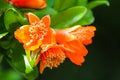 Close up macro of a orange caesalpinia that is about to open