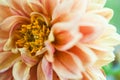 Close up macro orange color flower