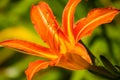 Close up macro of a orange lily