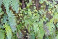 Macro view over levadas wild nature in Madeira Royalty Free Stock Photo