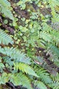 Macro view over levadas wild nature in Madeira