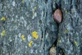 close up macro of pebbles