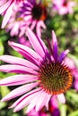 Close-up, macro petals Black-eyed susan Royalty Free Stock Photo