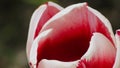 Close up / Macro on petals of deep pink and red Tulip / Tulipa flower in the spring Royalty Free Stock Photo