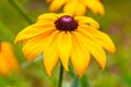 Close-up, macro petals yellow Black-eyed susan.Narrow depth of field Royalty Free Stock Photo