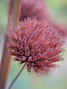 Macro photo of a very beautiful dry brown flower