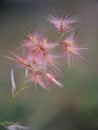 flower macro photo of grass