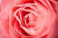 Close up macro photo of beautiful rose in coral flower with small water drops Royalty Free Stock Photo