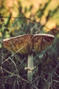 Close-up macro photo of a big mushroom. Huge fungus on the grassy ground of the autumn forest. Nature, seasons concept