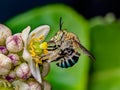 Close up macro photo of blue banded bee looking sideways looking for lemon flower nectar. Royalty Free Stock Photo