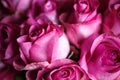 Close-up macro photo of bouquet of roses