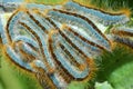 Malacosoma sp. , Lasiocampidae moth caterpillars colony Royalty Free Stock Photo