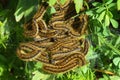 Malacosoma sp. , Lasiocampidae tent moth caterpillars colony Royalty Free Stock Photo