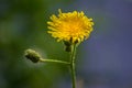 Close up macro photo of dandelion