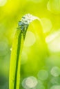 Close-up macro photo of dew droplets on fresh green grass. Spring, freshness concept