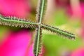 Close up macro photo of a flower bud, at the tip of the stem Royalty Free Stock Photo