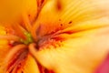 Close-up macro photo of a flower lily bud. Stamens and pistils with pollen of yellow flowers. Flower stamens and pistils. Soft Royalty Free Stock Photo