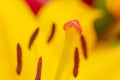 Close-up macro photo of a flower lily bud. Stamens and pistils with pollen of yellow flowers. Flower stamens and pistils. Soft Royalty Free Stock Photo