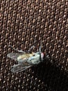 A close up macro photo of a fly on a piece of fabric