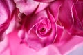 Close-up macro photo of bouquet of roses
