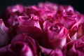 Close-up macro photo of bouquet of roses