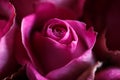 Close-up macro photo of bouquet of roses