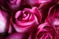 Close-up macro photo of bouquet of roses