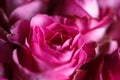 Close-up macro photo of bouquet of roses