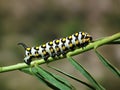 Mediterranean hawk-moth caterpillar , Hyles nicaea larvae Royalty Free Stock Photo