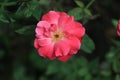 Close up macro photo image of beautiful light color rose Royalty Free Stock Photo