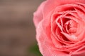 Close up macro photo image of beautiful light color rose with rain drops Royalty Free Stock Photo