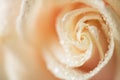 Close up macro photo image of cream color rose with water drops