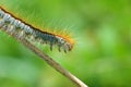 Malacosoma sp. , Lasiocampidae moth caterpillar crawling Royalty Free Stock Photo