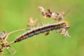 Malacosoma sp. , Lasiocampidae moth caterpillar crawling on plant Royalty Free Stock Photo