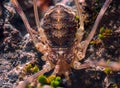 Close up macro photo of a male Phalangium opilio, the most widespread species of harvestman in the world. A harvester