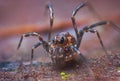 Close up macro photo of a male Phalangium opilio, the most widespread species of harvestman in the world. A harvester