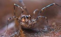 Close up macro photo of a male Phalangium opilio, the most widespread species of harvestman in the world. A harvester